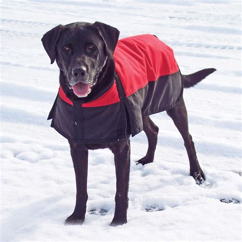canvas dog coat